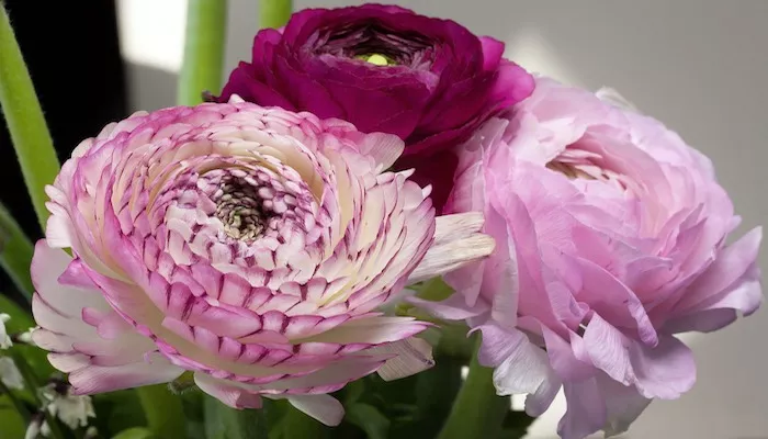 Blumen Januar - Diese Blumen dominieren den Januar Blumen Januar