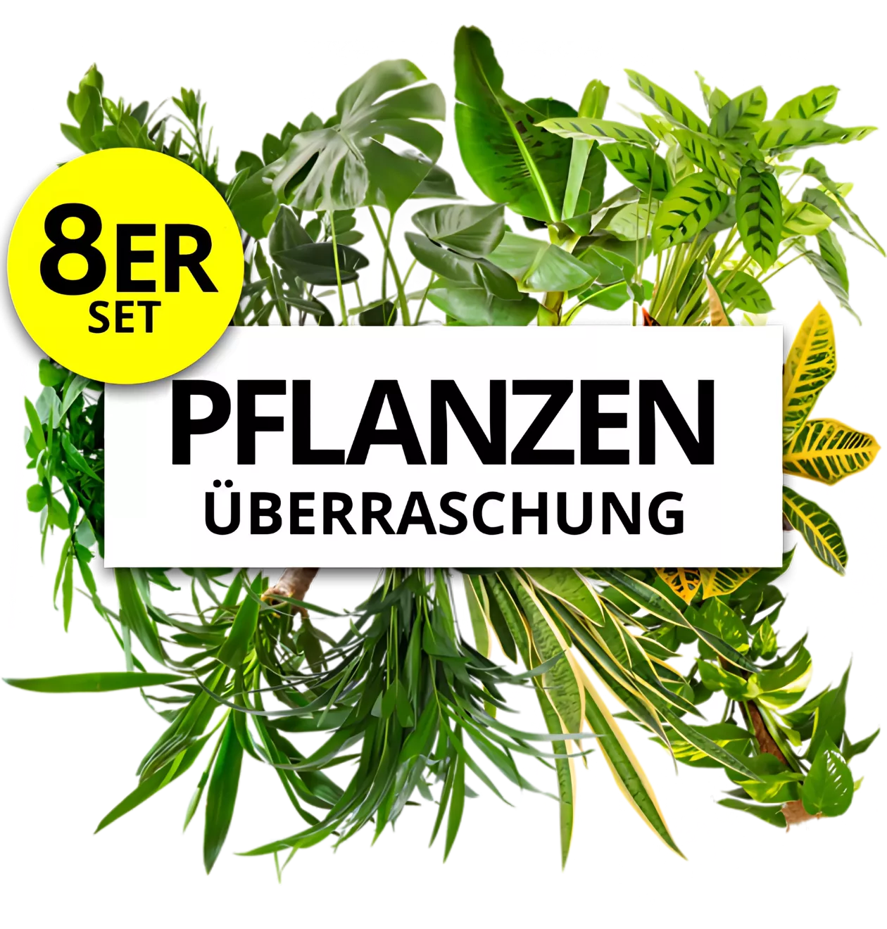 8er-Set | Pflanzenüberraschung | +/- 40-70cm | ø 12-15cm Topf
