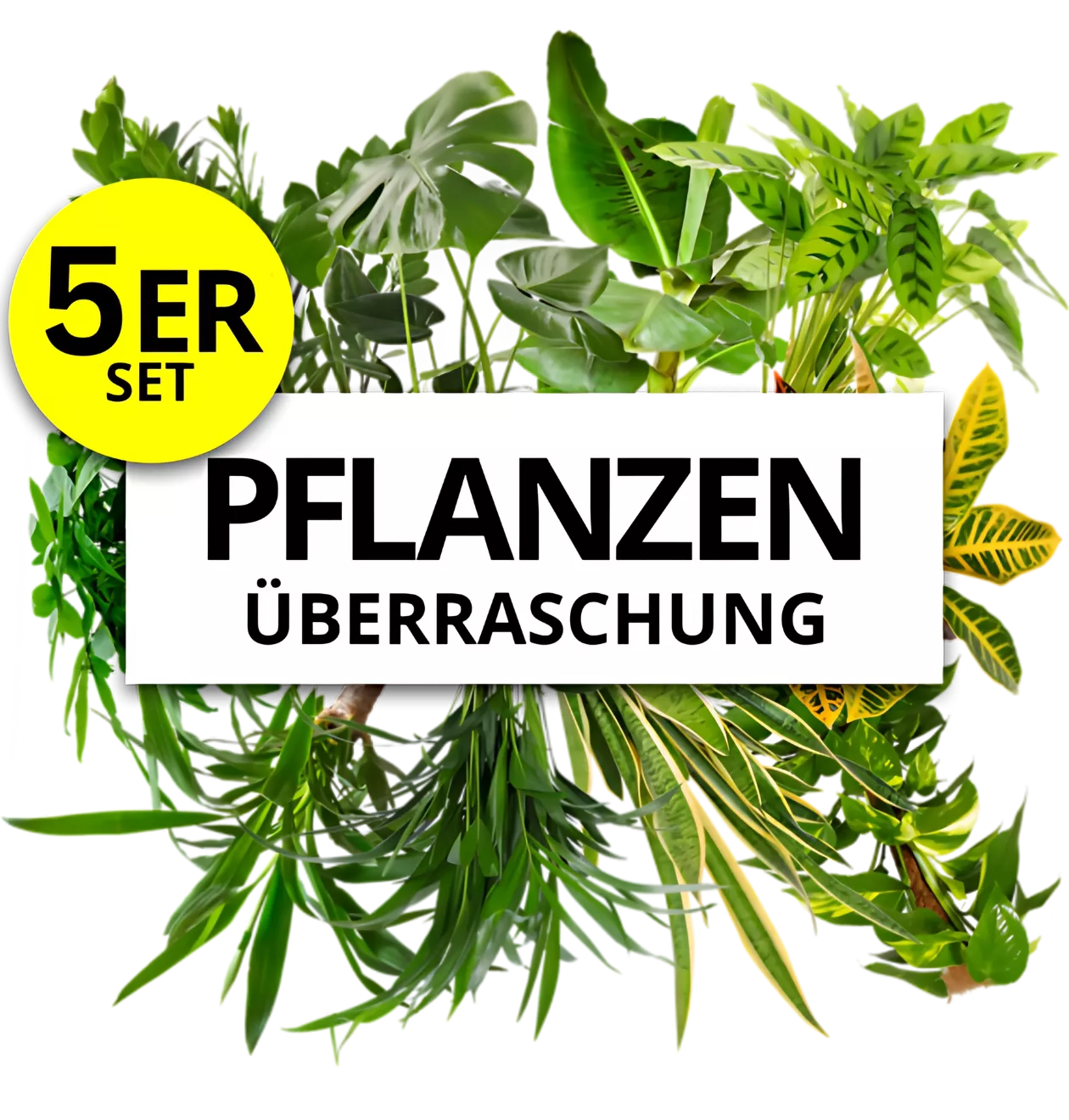 5er-Set | Pflanzenüberraschung | +/- 40-70cm | ø 12-15cm Topf
