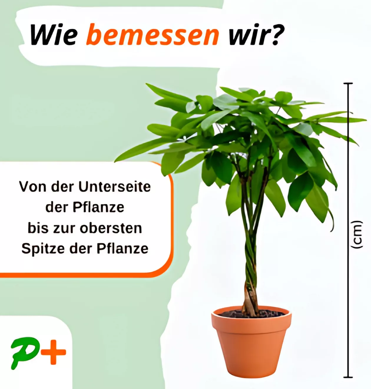 Monstera “Deliciosa” | +/- 55-70cm | ø 12-15cm Topf