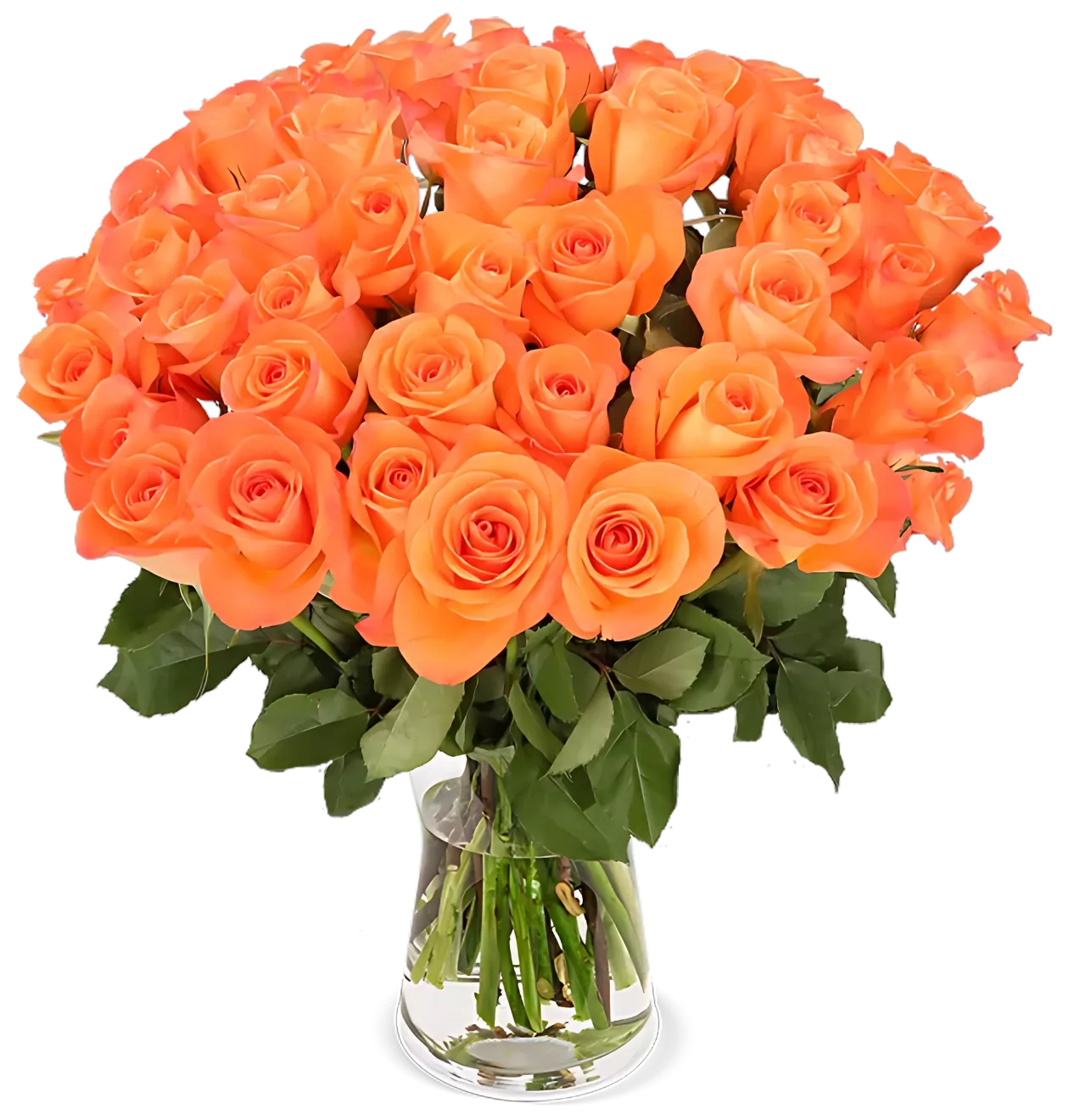 60 orange Rosen