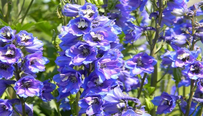 Geburtsblume Juli