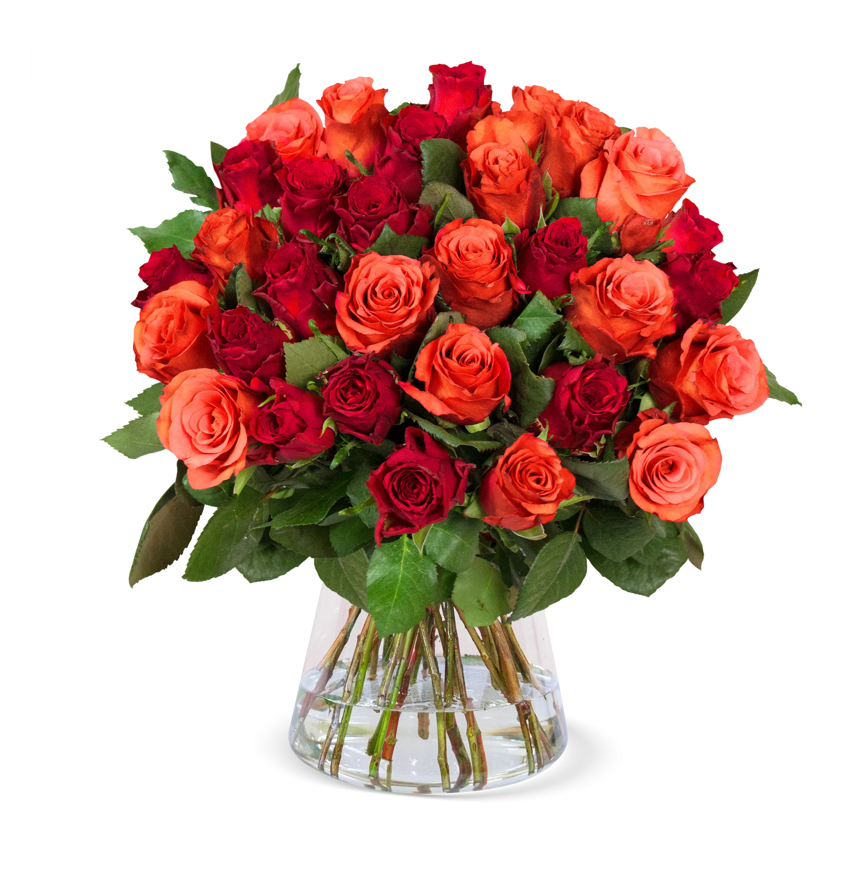 40 Rosen "Trick & Treat"