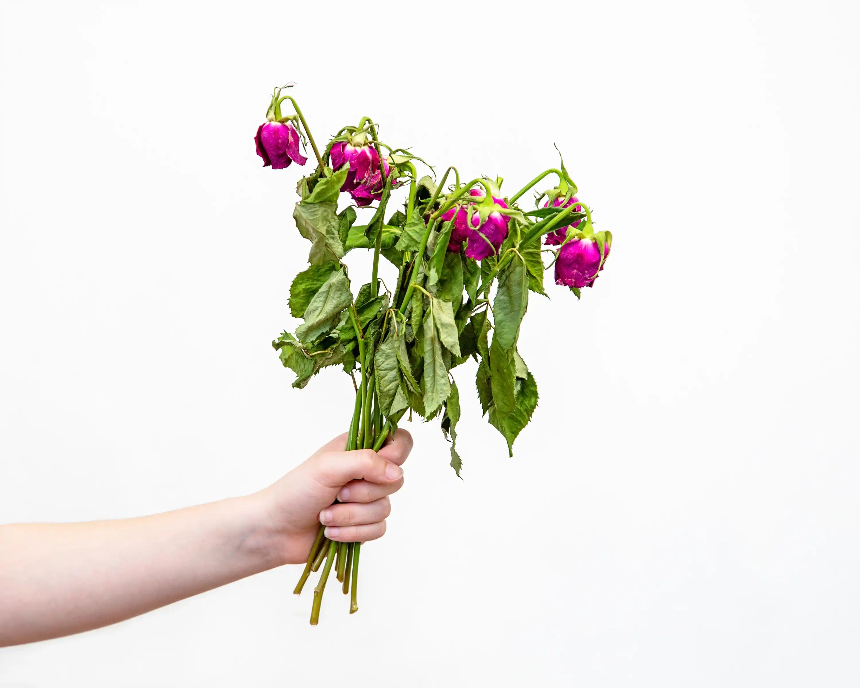 rose-verliert-blaetter