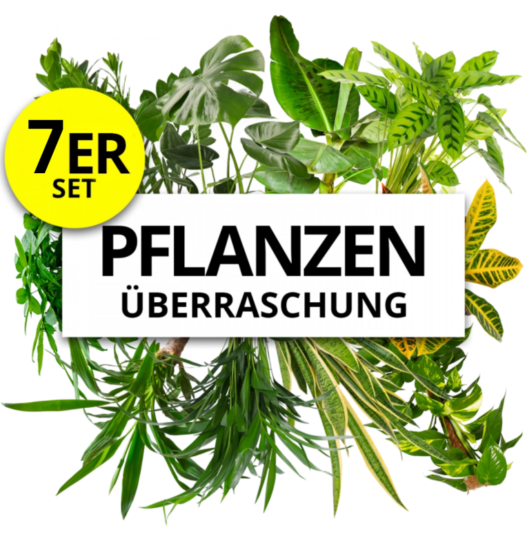 7er-Set | Pflanzenüberraschung | +/- 40-70cm | ø 12-15cm Topf